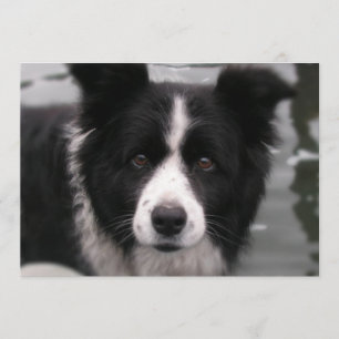 Border Collie Invitation Kaart
