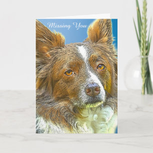 Border Collie Kaart