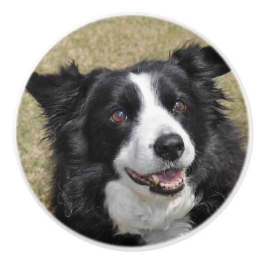 Border collie keramische knop (Voorkant)