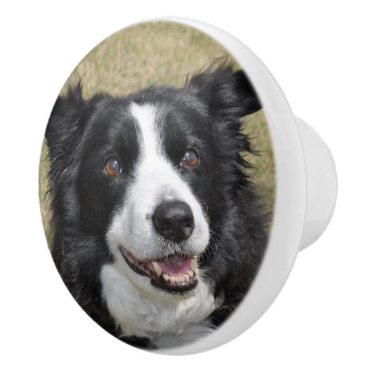 Border collie keramische knop (Rechts)