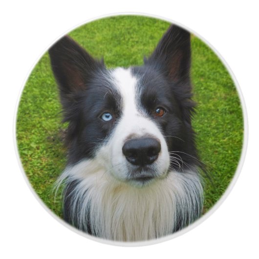 Border Collie Keramische Knop (Voorkant)