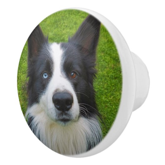 Border Collie Keramische Knop (Rechts)