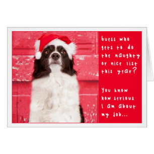 Border Collie kerstkaart