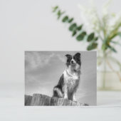 Border Collie kijken vanuit boomstam Briefkaart (Staand voorkant)
