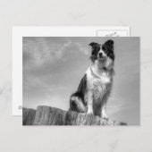 Border Collie kijken vanuit boomstam Briefkaart (Voorkant / Achterkant)