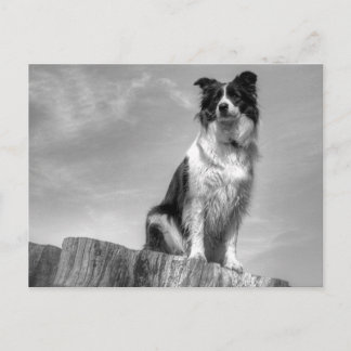 Border Collie kijken vanuit boomstam Briefkaart