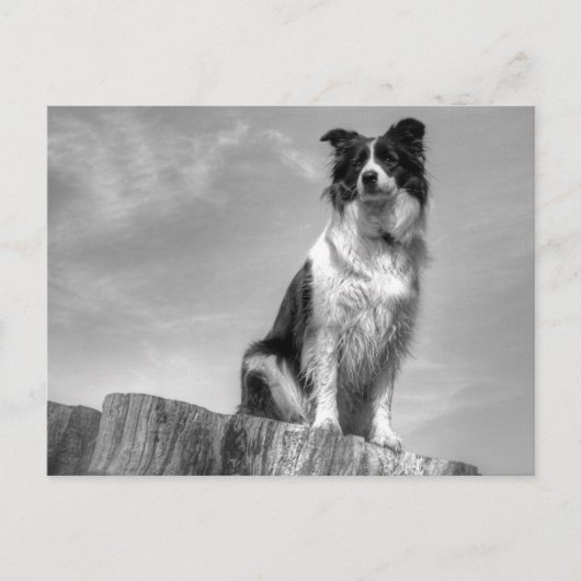Border Collie kijken vanuit boomstam Briefkaart (Voorkant)