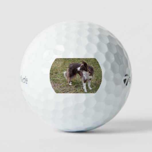border collie kijkt achterom golfballen (Voorkant)