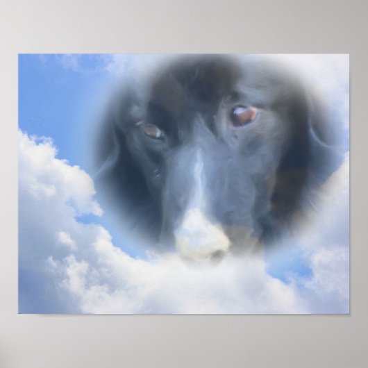 Border Collie kijkt van bovenaf Poster (Voorkant)