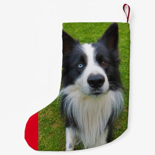 Border Collie Kleine Kerstsok (Achterkant)