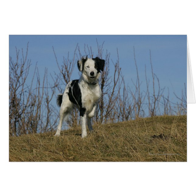 Border Collie Leg opgetild (Voorkant Horizontaal)