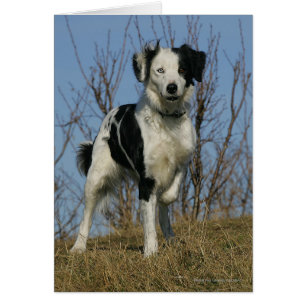Border Collie Leg opgetild