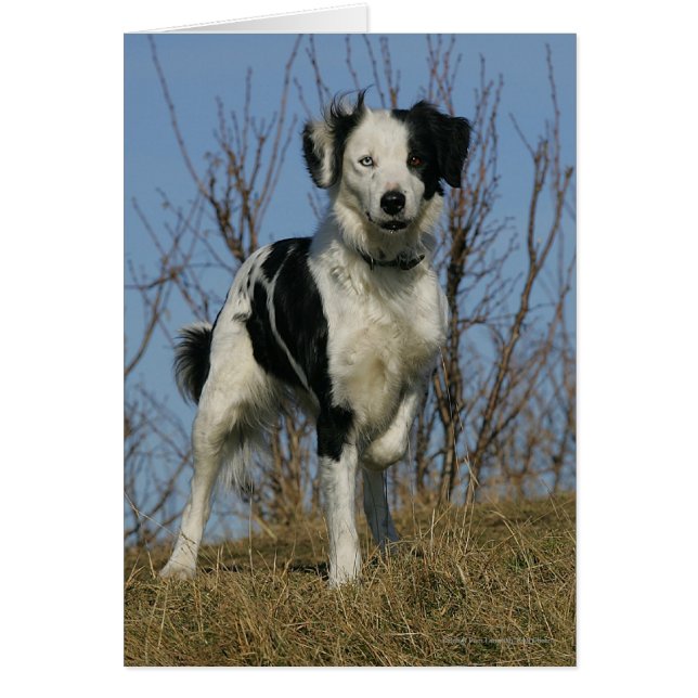 Border Collie Leg opgetild (Voorkant)