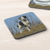 Border Collie Leg opgetild Bier Onderzetter (Linkerzijde)