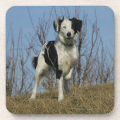 Border Collie Leg opgetild Bier Onderzetter (Voorkant)