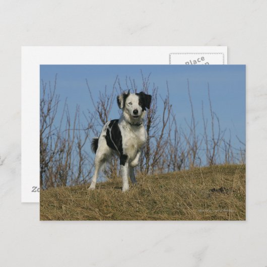 Border Collie Leg opgetild Briefkaart (Voorkant / Achterkant)