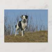 Border Collie Leg opgetild Briefkaart (Voorkant)