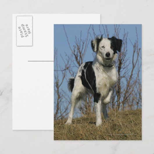 Border Collie Leg opgetild Briefkaart (Voorkant / Achterkant)