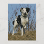 Border Collie Leg opgetild Briefkaart (Voorkant)