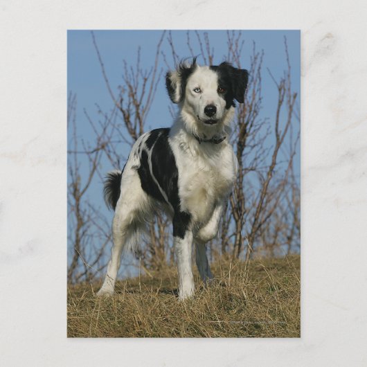 Border Collie Leg opgetild Briefkaart (Voorkant)