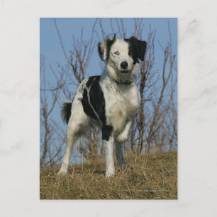 Border Collie Leg opgetild Briefkaart