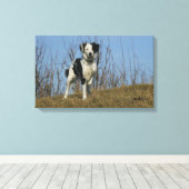 Border Collie Leg opgetild Canvas Afdruk (Insitu (Houten vloer))