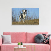 Border Collie Leg opgetild Canvas Afdruk (Insitu (Woonkamer))