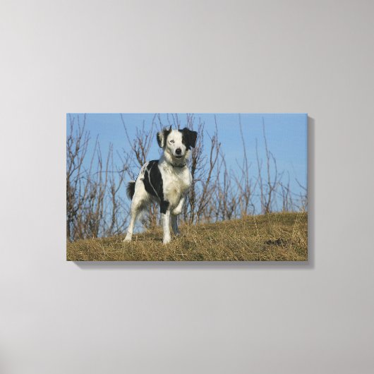 Border Collie Leg opgetild Canvas Afdruk (Voorkant)