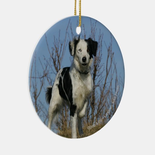 Border Collie Leg opgetild Keramisch Ornament (Rechts)