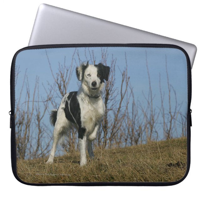 Border Collie Leg opgetild Laptop Sleeve (Voorkant)