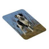 Border Collie Leg opgetild Magneet (Rechterzijde)