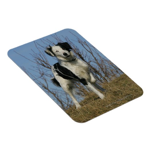 Border Collie Leg opgetild Magneet (Rechterzijde)