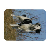 Border Collie Leg opgetild Magneet (Horizontaal)