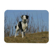 Border Collie Leg opgetild Magneet (Horizontaal)