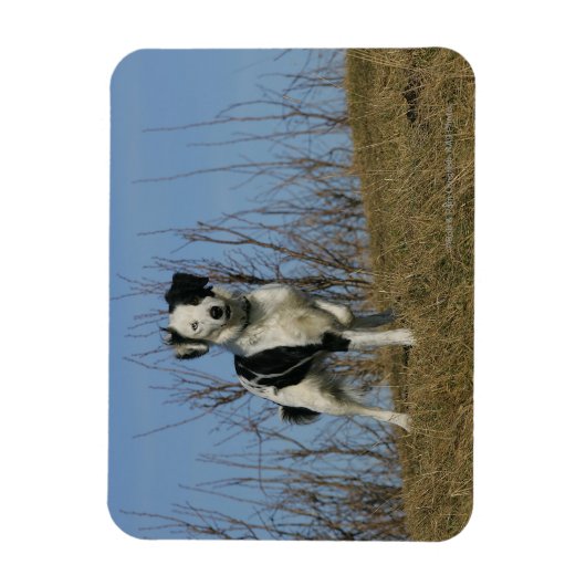 Border Collie Leg opgetild Magneet (Verticaal)