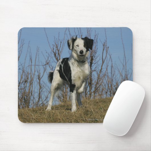 Border Collie Leg opgetild Muismat (Met muis)
