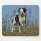 Border Collie Leg opgetild Muismat (Voorkant)