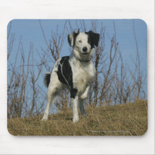 Border Collie Leg opgetild Muismat