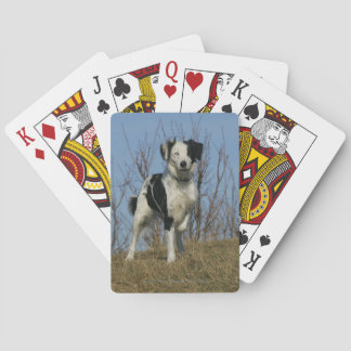 Border Collie Leg opgetild Pokerkaarten