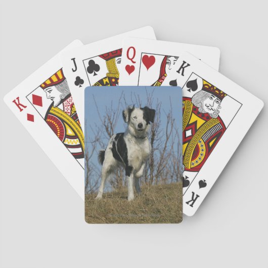 Border Collie Leg opgetild Pokerkaarten (Achterkant)