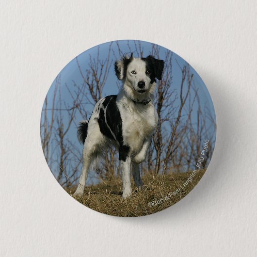 Border Collie Leg opgetild Ronde Button 5,7 Cm (Voorkant)