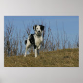 Border Collie Leg Raised Poster (Voorkant)