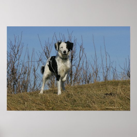 Border Collie Leg Raised Poster (Voorkant)