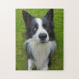 Border Collie Legpuzzel