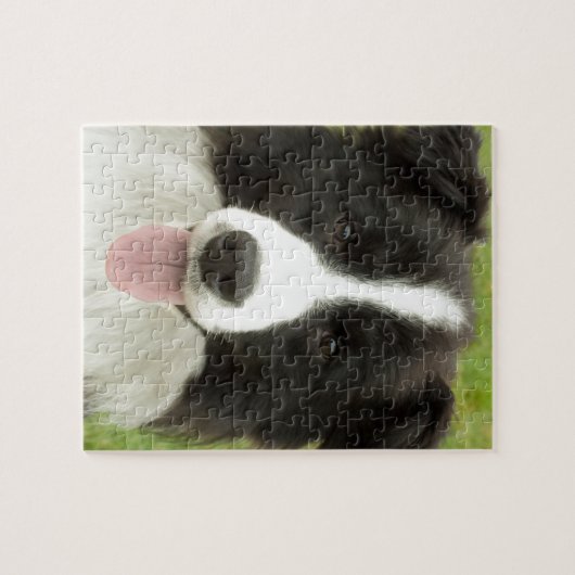 Border Collie Legpuzzel (Horizontaal)
