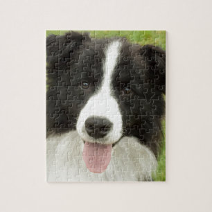 Border Collie Legpuzzel
