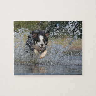 Border Collie Legpuzzel
