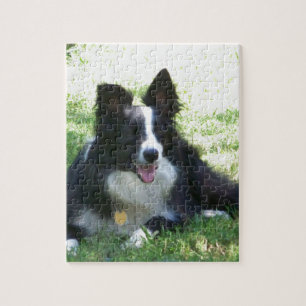 Border Collie Legpuzzel