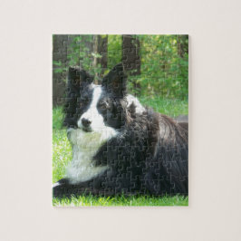 Border Collie Legpuzzel