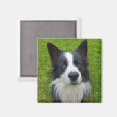 Border Collie Magneet (Voorkant / Achterkant)
